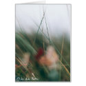 grasses cards by stimmt grasses cards