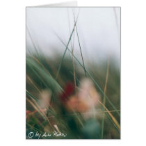 grasses cards by stimmt grasses cards
