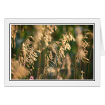 Grasses cards