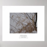 Grasses in Snow Poster