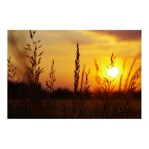 Grasses in the sunset print