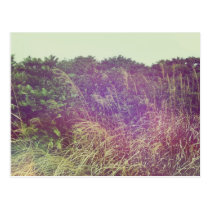 Grasses in the Wind Postcard postcards
