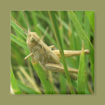 grasshopper_3 magnets