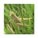 grasshopper_3 magnets