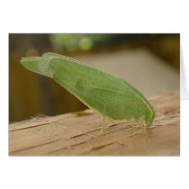 Grasshopper Card by WillWorkForDogFood Grasshopper Card