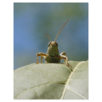 grasshopper front view letterhead