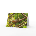 Grasshopper - Greeting / note card by TLWphotography Grasshopper - Greeting / note card