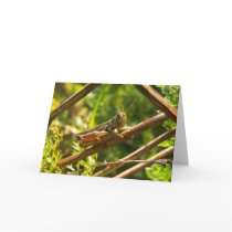 Grasshopper - Greeting / note card