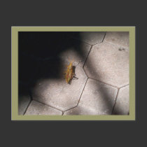 Grasshopper in the Spotlight postcards by dduhaime55 Grasshopper in the Spotlight postcards
