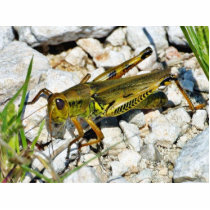 Grasshopper Insect photo sculptures