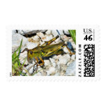 Grasshopper Insect Stamp