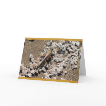 Grasshopper, Isla Bartolome, Galapagos Card