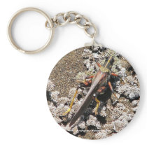 Grasshopper, Isla Bartolome, Galapagos Keychain