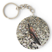 Grasshopper, Isla Bartolome, Galapagos Keychain