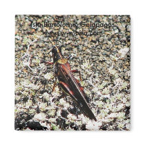 Grasshopper, Isla Bartolome, Galapagos Fridge Magnets