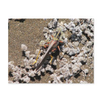 Grasshopper, Isla Bartolome, Galapagos Postcard