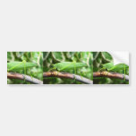 Grasshopper Like A Leaf Bumper Stickers