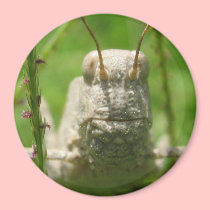 Grasshopper Macro Magnet