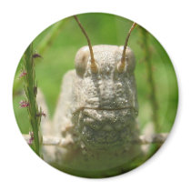 Grasshopper Macro Magnet by ChelseaKerwath Grasshopper Macro Magnet