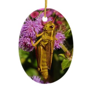 Grasshopper on Ageratum