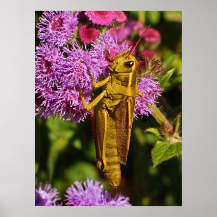 Grasshopper on Ageratum Poster