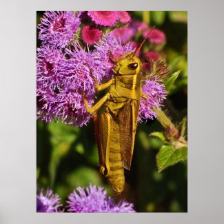 Grasshopper on Ageratum Print