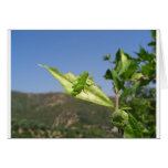 grasshopper-on-leaf-alison-quine cards