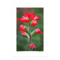 Grasshopper on Paintbrush Print
