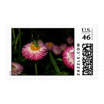grasshopper on strawflower stamp stamps