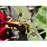 Grasshopper Photo Cut Outs