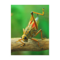 Grasshopper Postcard by DaSleepy75 Grasshopper Postcard