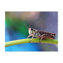 Grasshopper Post Cards