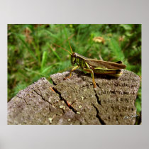 Grasshopper Print