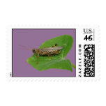 Grasshopper Stamp