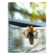 grasshopper stand off notebooks