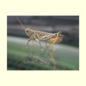 Grasshopperly Reflections Postcard