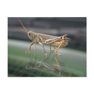 Grasshopperly Reflections Postcard by estjohn