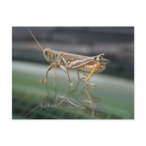 Grasshopperly Reflections Postcard