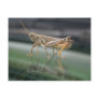 Grasshopperly Reflections Postcard