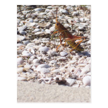Grasshoppers Lunchtime Post Card