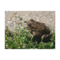 Grassy Frog postcards