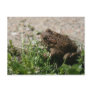 Grassy Frog