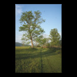 Grassy Path Gallery Wrapped Canvas