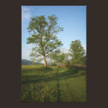 Grassy Path Gallery Wrapped Canvas