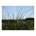 Grassy Rock posters by bjeaham Grassy Rock posters