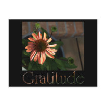 Gratitude 3 postcards