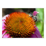 Gratitude Echinacea Card cards