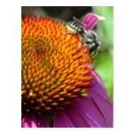 Gratitude Echinacea Postcard postcards