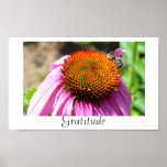 Gratitude Echinacea Poster posters