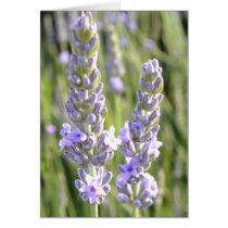 Gratitude cards